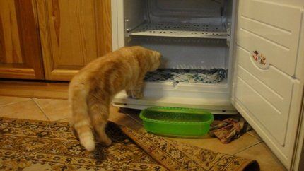 Размораживать холодильник нужно правильно